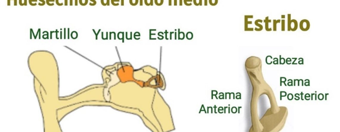 hueso-mas-pequeno-del-cuerpo-humano