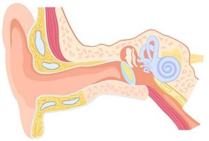 conducto-auditivo-interno