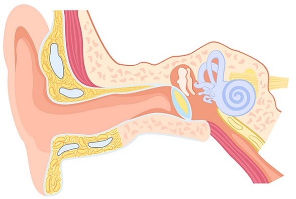 conducto-auditivo-interno