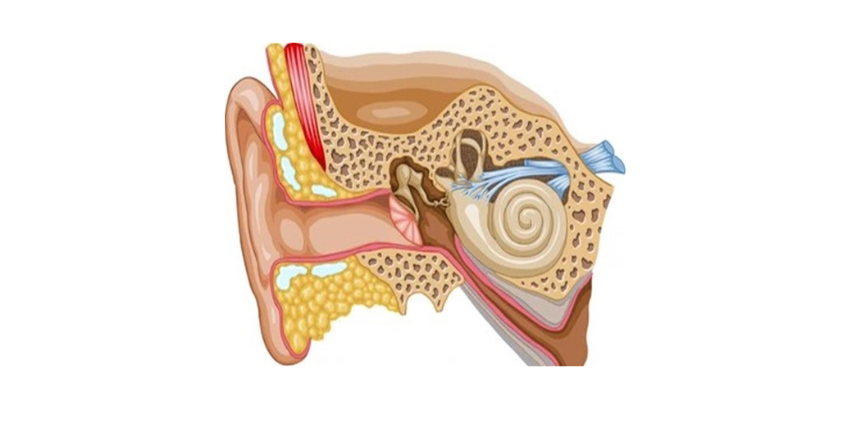 caracol-del-oido-coclea