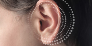 que-es-la-membrana-basilar