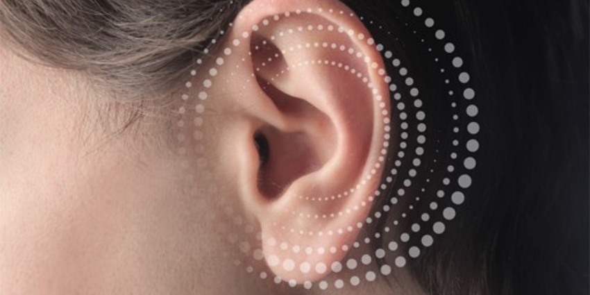 que-es-la-membrana-basilar