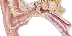 que-son-el-utriculo-y-saculo