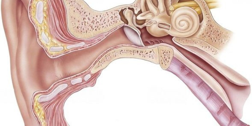 que-son-el-utriculo-y-saculo